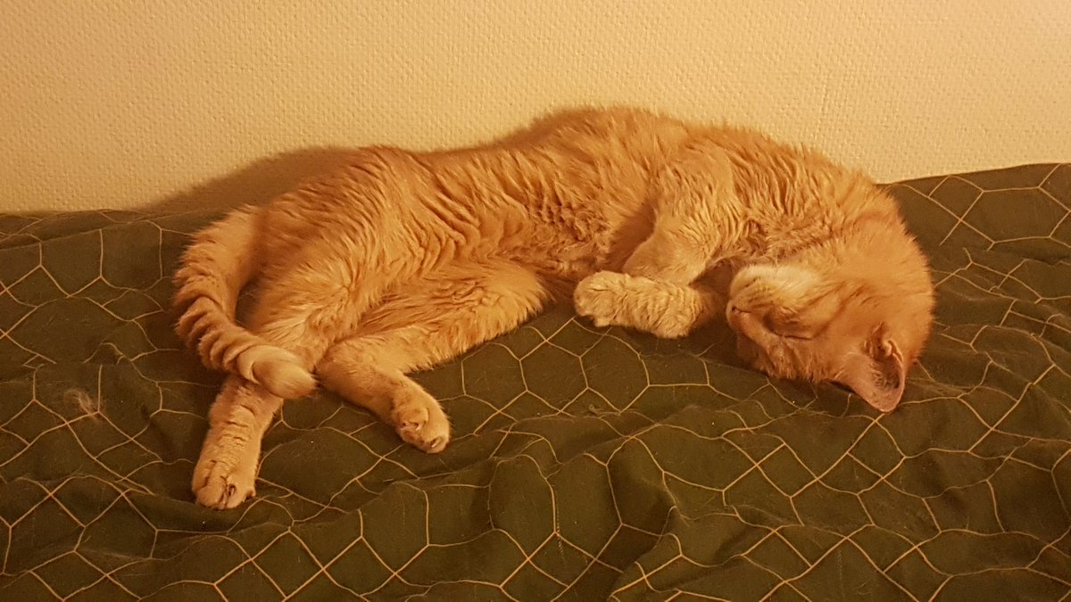 PrestonMcBacon's tweet image. C'est avec une grande tristesse que je vous annonce que Lord Preston McBacon est parti dans mes bras ce soir du 4 octobre. Il laissera un grand vide dans le cœur de sa reum, de tous ses cat-sitters et, j'espère, de toutes celles et ceux qui suivaient ses aventures.