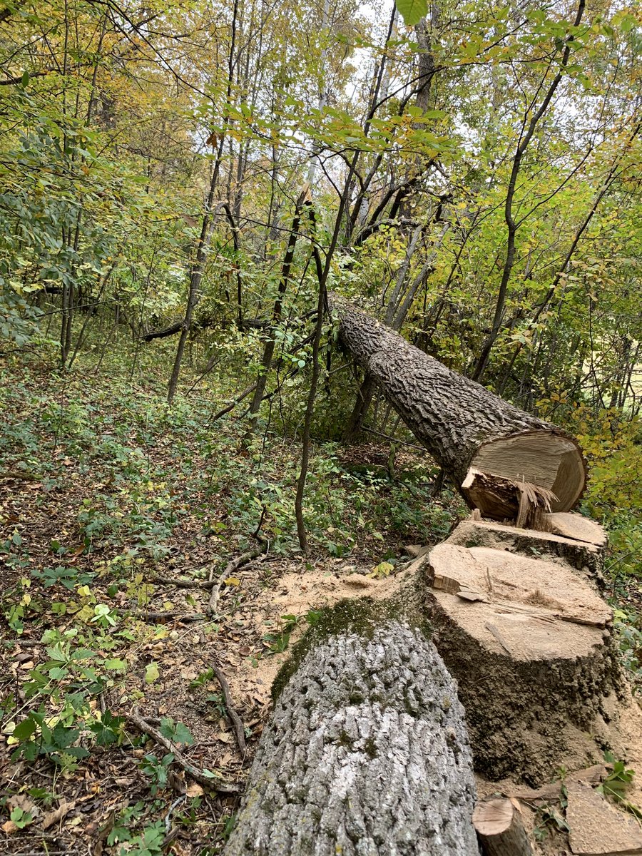 donald_heinen's tweet photo. Two big oaks down! It ain’t free heat! #Minnesotafall https://t.co/MHS4SjPgcX