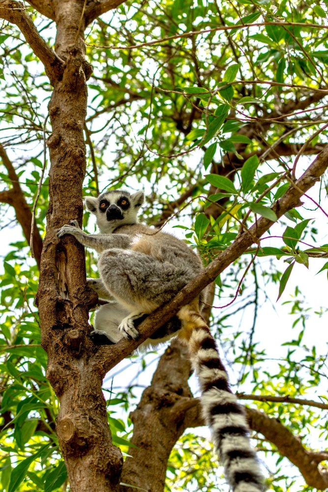 CharlieKJ's tweet photo. "En El Árbol" - 2017

Visiting #España a lot as a kid, and with @TwycrossZoo only down the road, it makes sense that I'd take a fascination into #Lemurs. #RingTailedLemurs in particular, and here's one at @Bioparc @Valenciaturismo

📧 hello@charliekj.uk
🌐 https://t.co/kfLZdzCQna https://t.co/qVxZCjnGMx