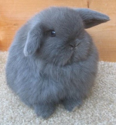 Rainbowbunny_Di's tweet photo. ✨ЧТО Я РИСУЮ✨

Людей, антро (кролики, котики), русалок, фд (фнаф, геншин, poppy playtime, энканто. Можете предлагать и свои варианты), полных людей, людей со средним телосложением

✨КАКИЕ ЗАПРОСЫ МОГУТ ЗАТРУДНИТЬ МЕНЯ✨

Люди с явной мускулатурой, антро собаки, аллигаторы- https://t.co/auBLHOCkJc