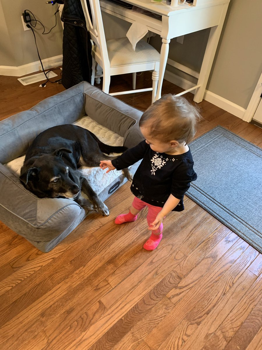 Pearson_11's tweet photo. The neighbors at my parents house have 2 little girls that are obsessed with our 14 year old family dog. They beg for her to sleep over with them, and ask my dad to take her on walks. Nea has become quite the neighborhood attraction https://t.co/uak0glklzY
