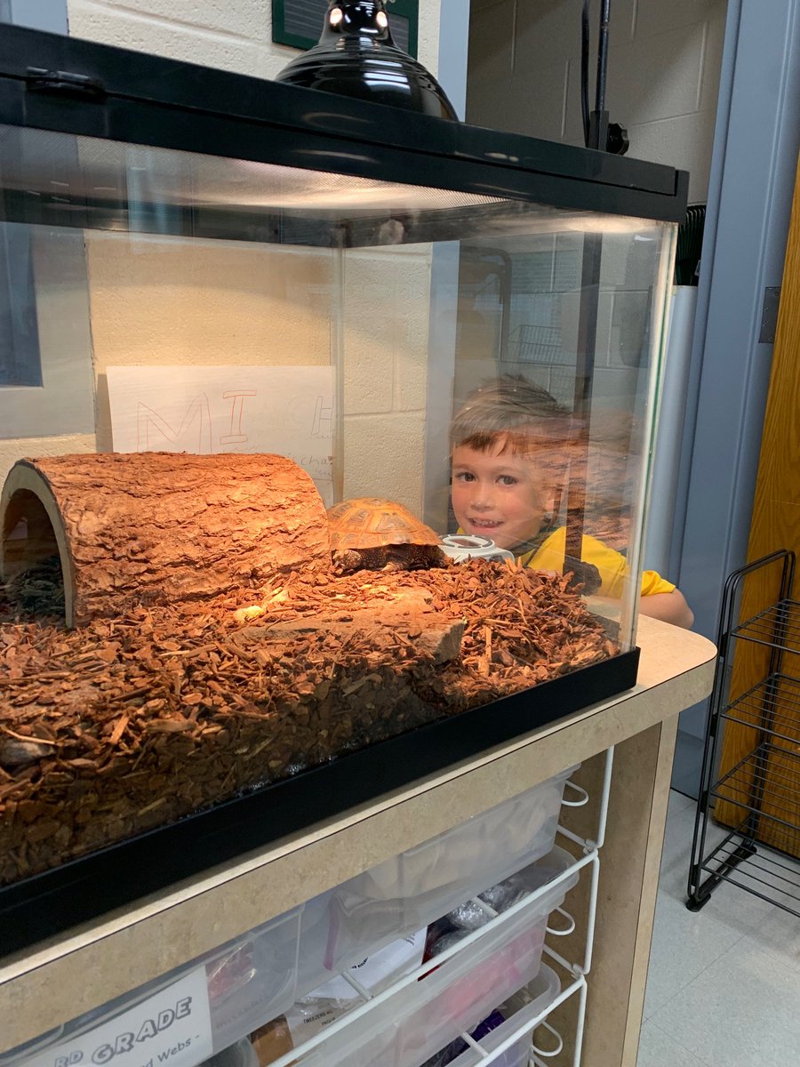 Do you know what it means to be a scientist?  Getting eye-to-eye with our tortoise....this little guy sure found out! #Kindergarten <a href="/LakeForestSD67/">Lake Forest School District 67</a>
 #sheridanshiines #findingjoy67