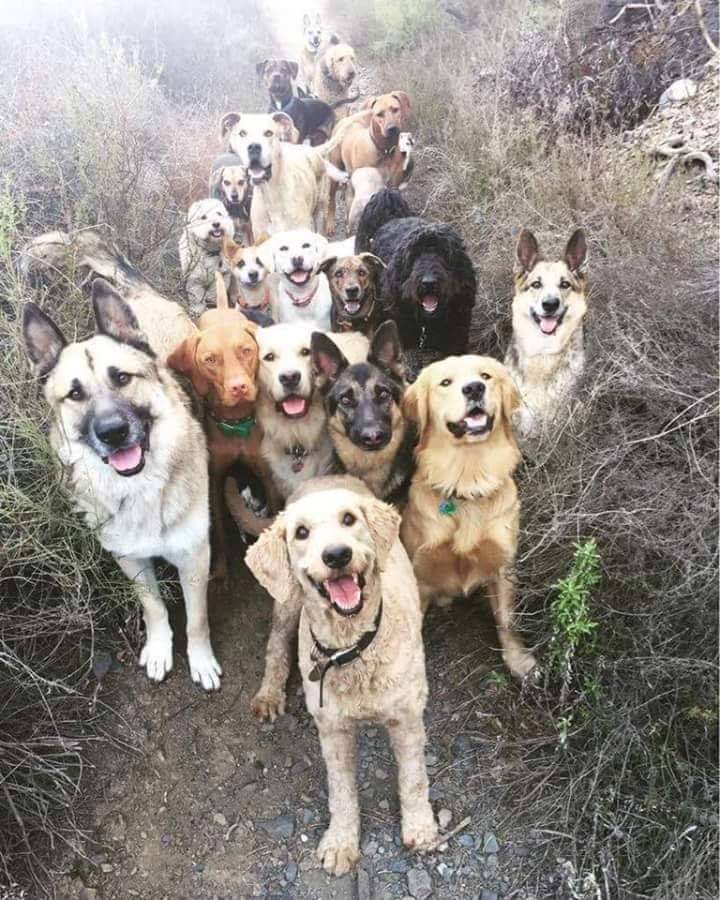 Perroslovers's tweet photo. Asi debe ser la entrada al cielo 🐶😍 https://t.co/CGT1gnrVQI