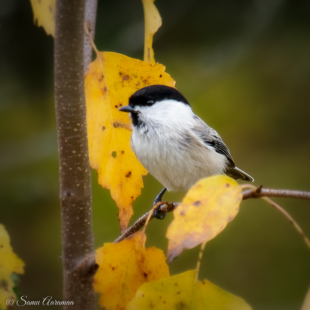 Katso käyttäjän @samuaaramaa Instagram-kuva instagram.com/p/CjRtLvbKW48/… #hömötiainen #tiaiset #willowtit #poecilemontanus #naturephotography #wildlifepic #wildlifephotography #wildlife #suomenlinnut #birds #nature #finnishnature #birdphotography #birdcaptures #birding