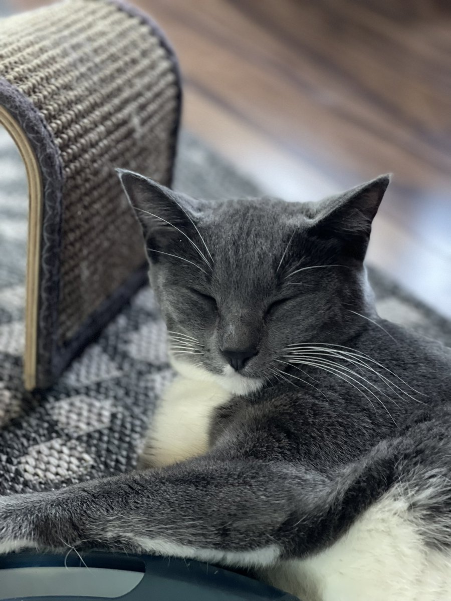 Remember “Doc” from yesterday’s post? This is his sister “Bashful” who is anything but that! She’s wicked smart and quite demanding for attention and snuggles. Wonderful cat and personality #CatsOfTwitter #CatsOnTwitter