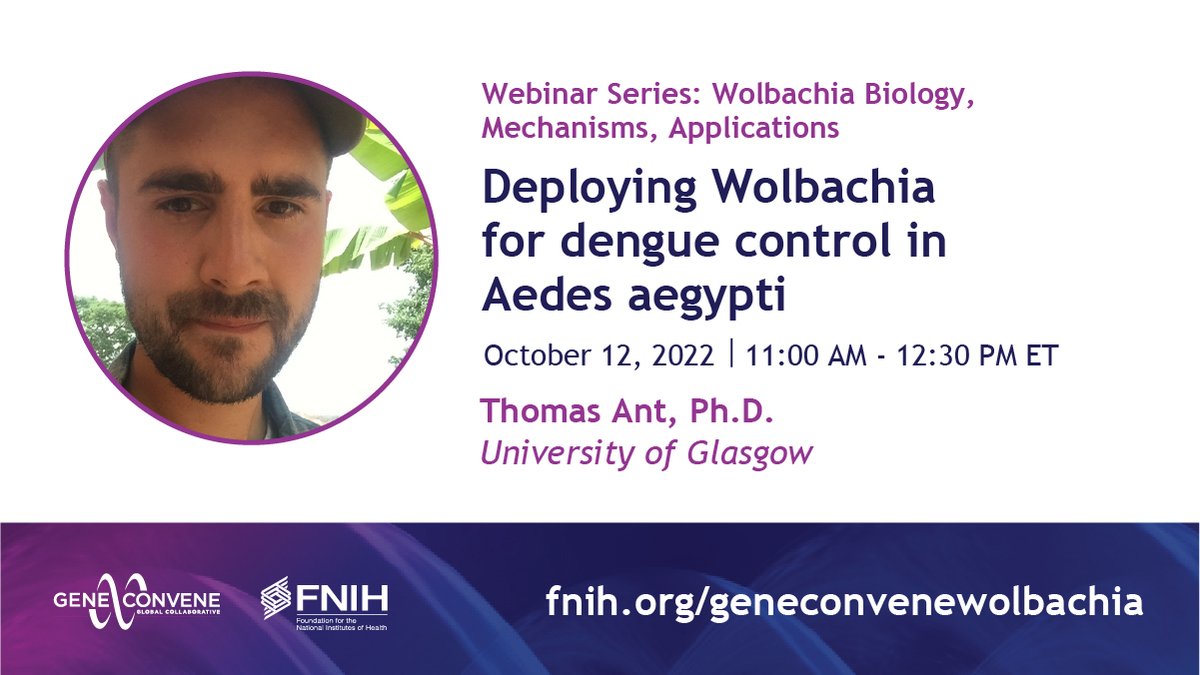 Join us tomorrow at 11 AM ET for a conversation with @UofGlasgow's Dr. Thomas Ant on mechanisms for deploying #wolbachia for dengue control in Aedes aegypti mosquitos. Register now: fnih.org/geneconvenewol…