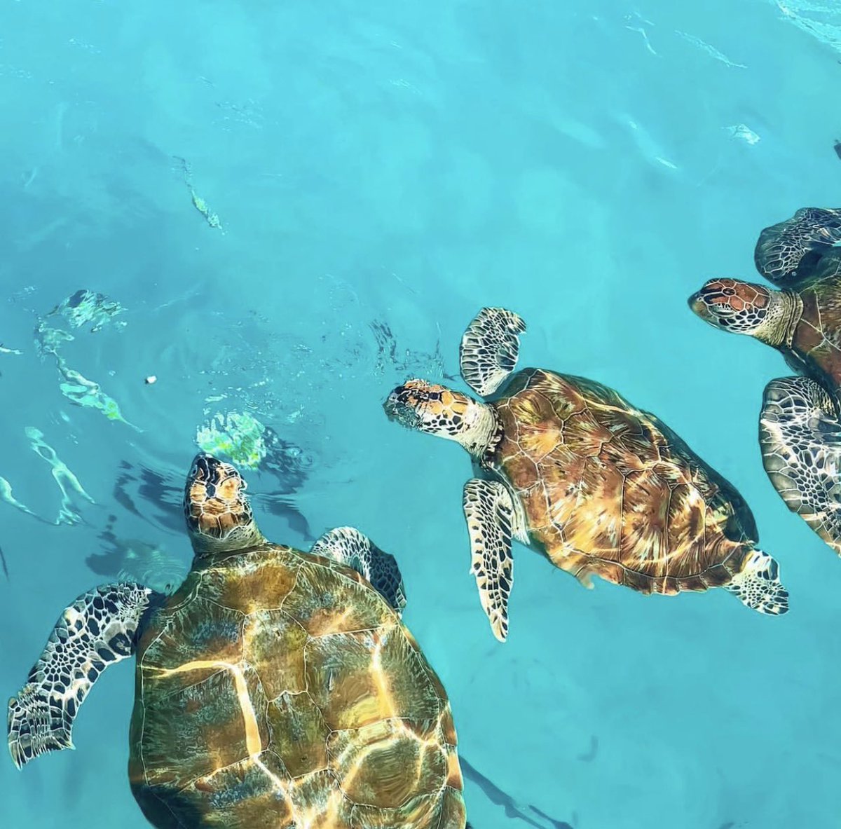 emerald_villas's tweet photo. 𝕎𝕠𝕣𝕝𝕕 𝔸𝕟𝕚𝕞𝕒𝕝 𝔻𝕒𝕪
This day is a reminder to appreciate and respect all living things that are part of our ecosystem. 

🔗New blog; https://t.co/DI7ep0J1L2

#WorldAnimalDay https://t.co/Z0svYX2Apb