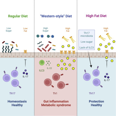 A mechanism (in mice) for how dietary factors lead to metabolic disease: The SUGAR in the 'Western' diet shifted gut microbes to reduce their production of Th17 cells, which regulate fat uptake -- increasing the host's susceptibility to metabolic disease. cell.com/cell/fulltext/…