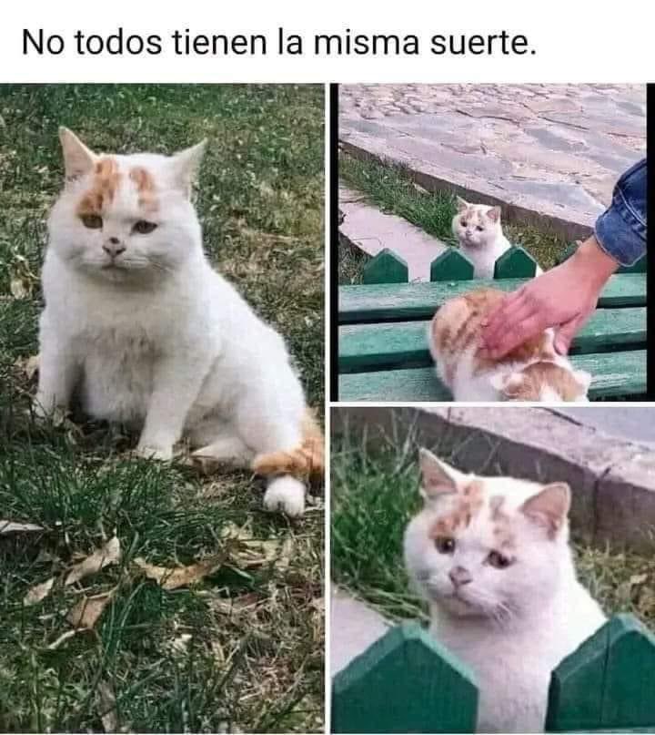 labigotess's tweet photo. #4Oct Y esto suele pasar con frecuencia, Para muchos los peluditos  de la calle son invisibles 🥺, y + aún los adultos. 
Han sufrido tanto en las calles que su comportamiento desconfiado, se debe a eso 🥺. 
Ayudemos a todos, q no nos importe, la raza, el color o la edad 💙 https://t.co/CiMBTUa3N9