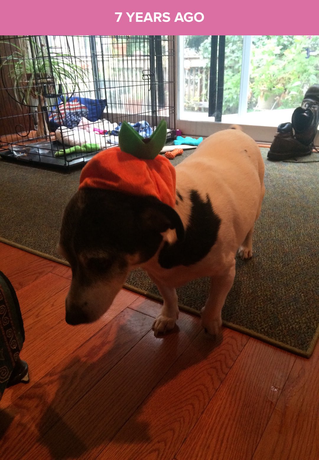 Taffy Lee Fubbins (frontPAIGE__) / Twitter