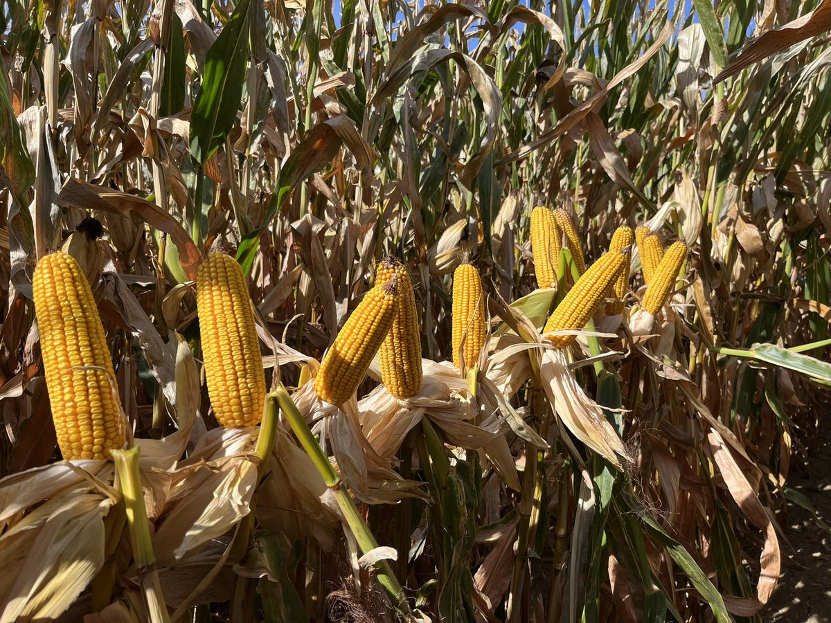 Frontline Genetics tweet media