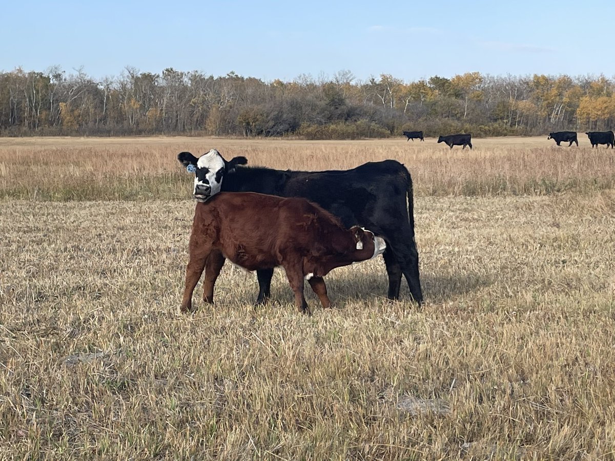 Layne Abrahamson tweet media