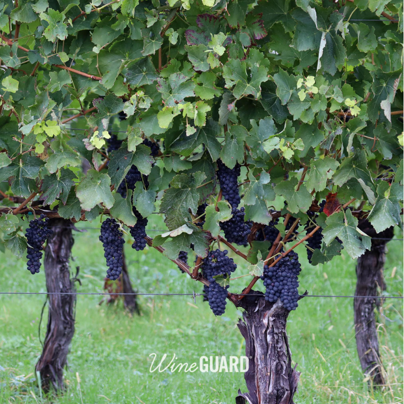 thewineguard's tweet photo. The sun, with all those planets revolving around it and dependent on it, can still ripen a bunch of grapes as if it had nothing else in the universe to do. ~ Galileo Galilei
.
.
.
.
.
.
#winequote #vineyard #grapes #wineries #justsaying #viticulture #wine #wineguard #winetasting https://t.co/pH37IWd1v7