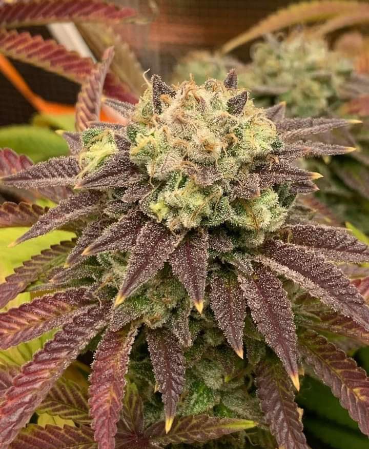 Fernand49034227's tweet photo. Showstopper OG 💥💥💥
🤤🤤🤤🍁 https://t.co/d1fIX2Cr15