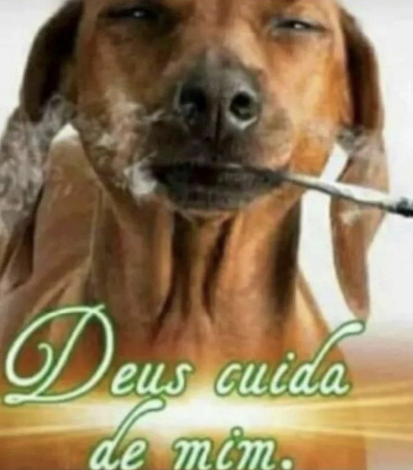 mel on Twitter "meu pet comemorando o dia de São Francisco de Assis