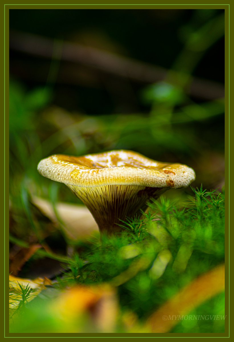 shaunstaveley's tweet photo. My Morning View
#woodland #mushroom #fungi #countryside #countrylife #countryfile #countryfilemagazine #bbcsoutheast #bbcphotography #bbcphotooftheday #itvmeridian #forest #mushrooms #kentcountryside #kentcountrysidewalks #fauna #nikon #nikonphotography #macrophotography https://t.co/Tfc5boExQK