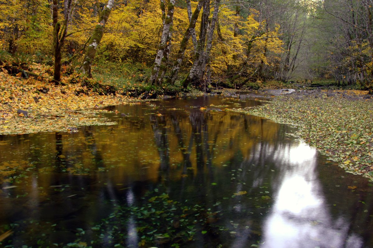 ForestServiceNW's tweet photo. “There are no words that can tell the hidden spirit of the wilderness.”

—Theodore Roosevelt https://t.co/jLji49jWy4
