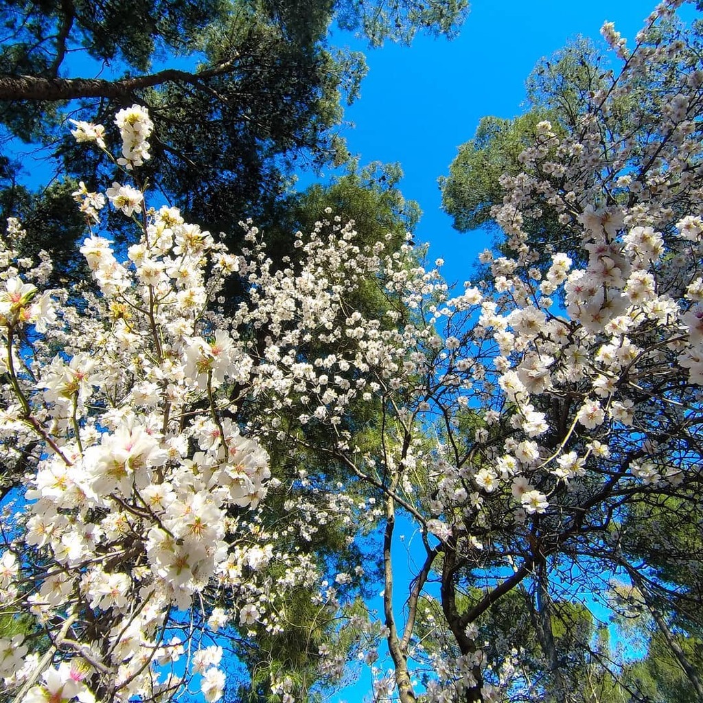 Flygia360's tweet photo. White flowers 📸
.
#Flygia360 #photography #travelphotography #photooftheday #picoftheday #actioncam #actioncamera #SJCAM #flower #flowers #bluesky #nature #tree #blossom #spring #springtim https://t.co/Bf8glyJmuv