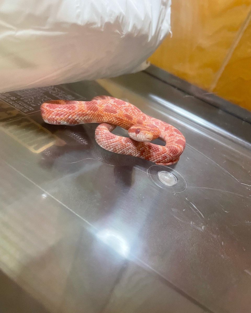 claly25's tweet photo. ちょろさん脱皮かな〜🐍💗 https://t.co/MxAQIVwDTa