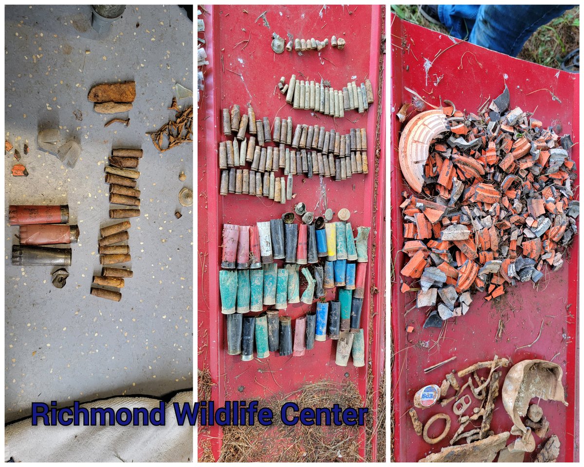 Help us remove clay pigeon &amp; ammunition debris to protect wildlife &amp; the environment.When ingested heavy metal toxicity occurs leading to imbalance,inability to fly,visual deficits/blindness,anemia,damage to the liver,brain,kidneys,&amp; death. To sign up: tinyurl.com/ammunitionclea…