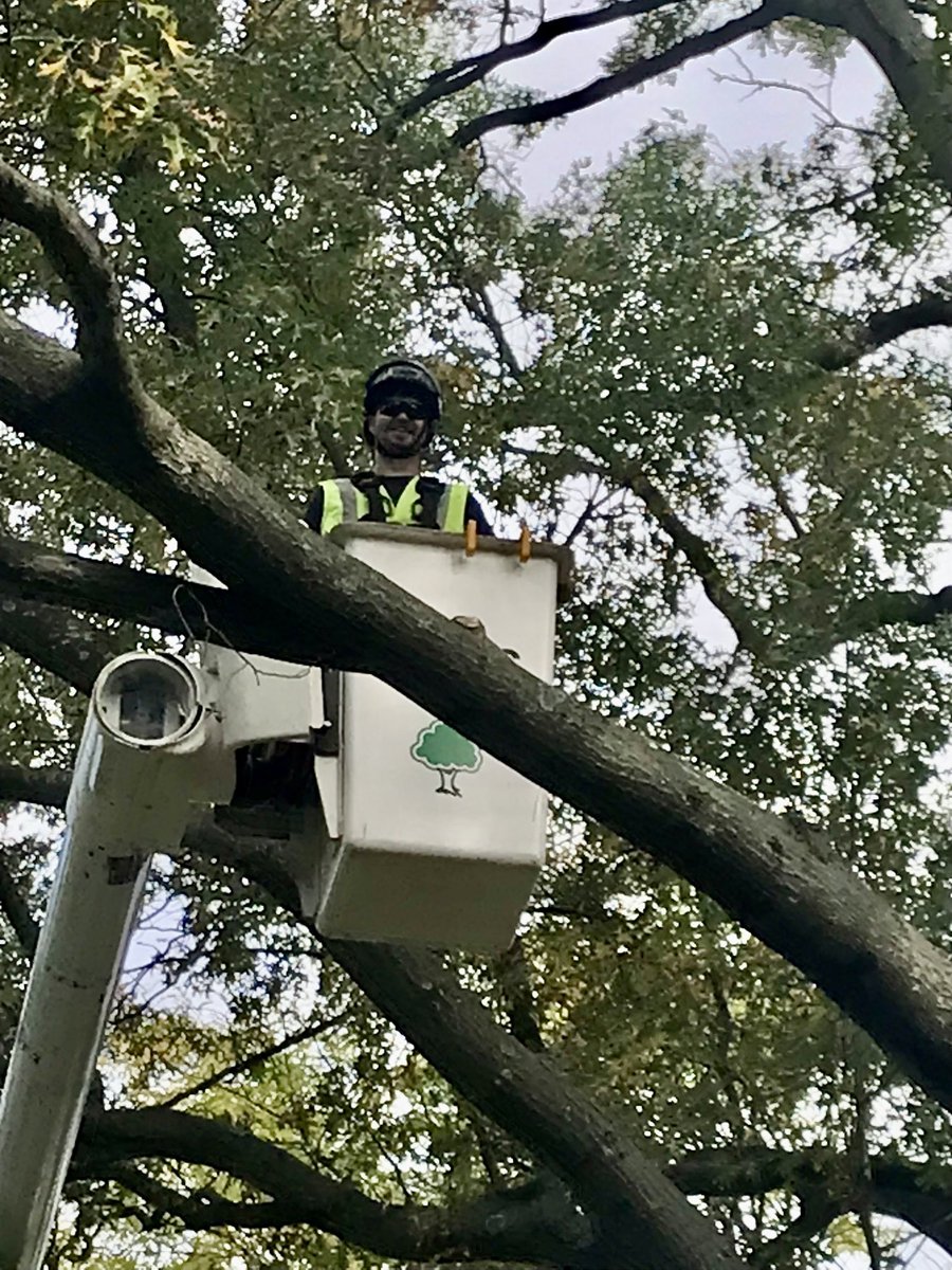 Sometimes I wonder what my kids are “up” to during the day. ⁦@kellyakline⁩ found ⁦⁦@MikeeDoud⁩ with his head in the clouds. Or a tree. ⁦@josephtree⁩ #TuesdayThoughts #urbanforestry #Dougie
