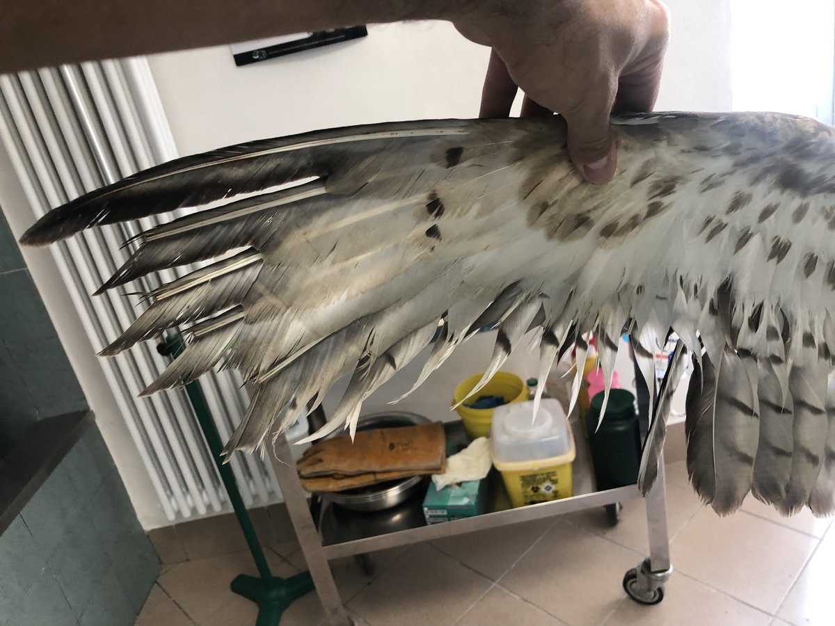 WWFitalia's tweet photo. Anche oggi #4ottobre #GiornataMondialeDegliAnimali non si ferma la #caccia e soprattutto il #bracconaggio a specie protette come questa poiana, impallinata e consegnata per fortuna al Centro Recupero #Animali selvatici #WWF di #Valpredina (BG) https://t.co/cN19exrgaU