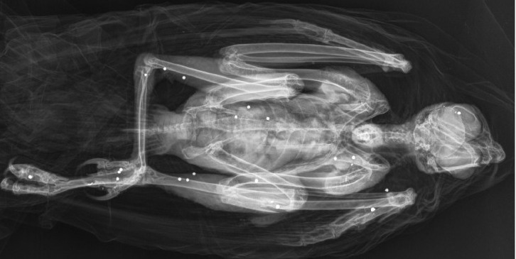 WWFitalia's tweet photo. Anche oggi #4ottobre #GiornataMondialeDegliAnimali non si ferma la #caccia e soprattutto il #bracconaggio a specie protette come questa poiana, impallinata e consegnata per fortuna al Centro Recupero #Animali selvatici #WWF di #Valpredina (BG) https://t.co/cN19exrgaU