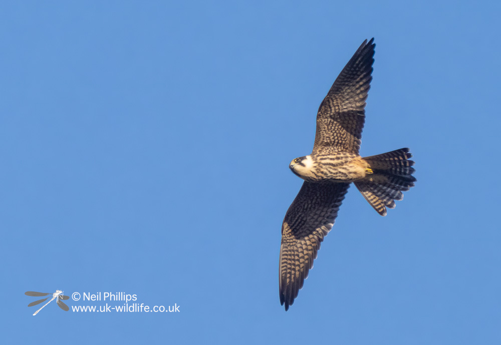 The management team were treated to wonderful views of a hunting Hobby over the scrape last week.

These falcons hunt dragonflies and small birds, and migrate South to Africa in Winter

<a href="/EssexBirdNews/">EBwS Bird News</a> <a href="/SuffolkBIS/">Suffolk BIS</a> <a href="/SuffolkBirdGrp/">Suffolk Bird Group</a> <a href="/EssexWildlife/">Essex Wildlife Trust</a> <a href="/suffolkwildlife/">SuffolkWildlifeTrust</a>