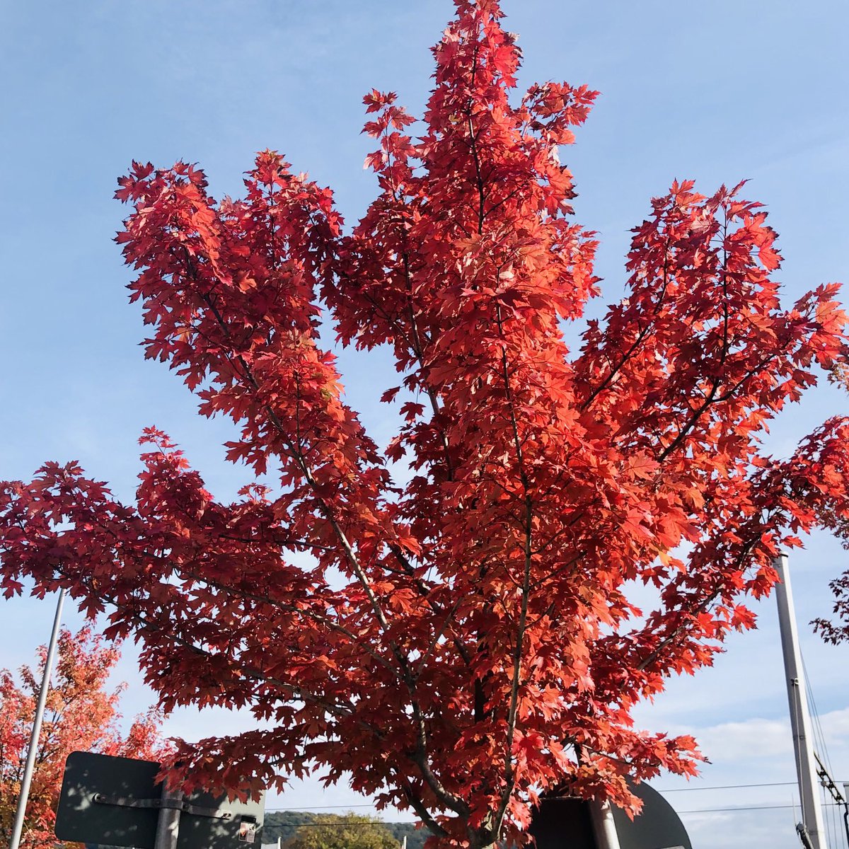 glaubeweiter's tweet photo. #Herbst Die #Blätter fangen an sich #bunt zu #färben #Sonnengelb oder #leuchtend #rot #strahlen sie im #Sonnenlicht Nehmt Euch #Zeit für einen #Spaziergang oder ein wenig #Sport + #schaut + #staunt „Der Herbst ist ein zweiter Frühling, wo jedes Blatt zur Blüte wird“(Albert Camus) https://t.co/JgOIdwIRCa