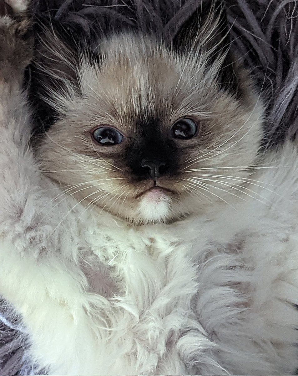 Hugo Fluffybutt - the Cat tweet media