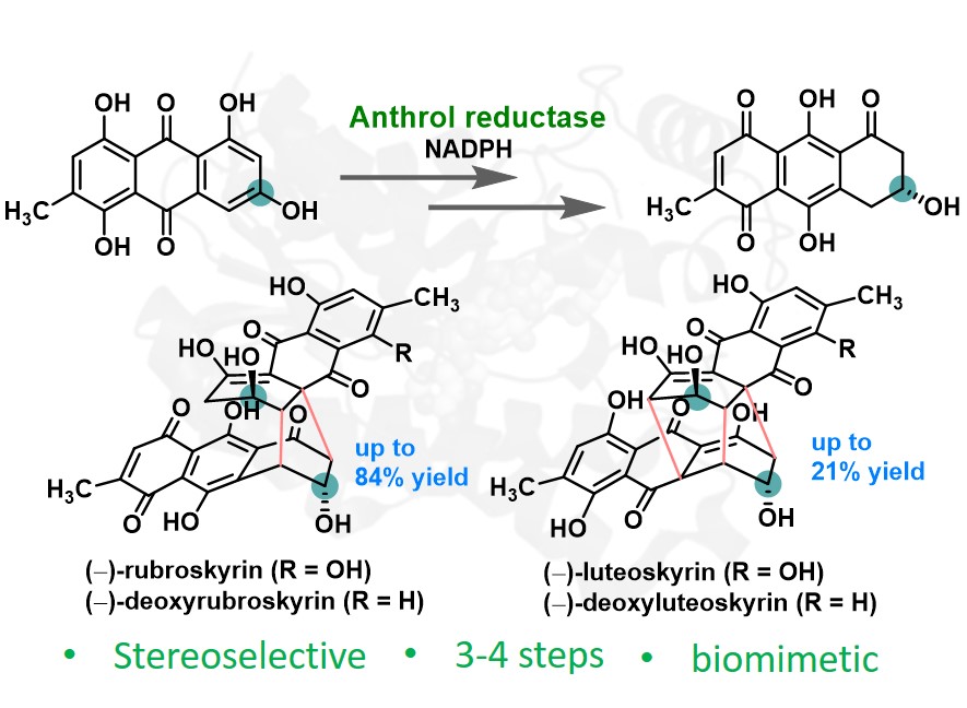 Happy to share our latest article on the "First Total Synthesis of  highly complex dimeric NPs, (−)-rubroskyrin, (−)-deoxyrubroskyrin (−)-luteoskyrin, and (−)-deoxyluteoskyrin" published in <a href="/TetrahedronChem/">Tetrahedron Chem</a> #OpenAccess <a href="/HusainLab/">Biocatalysis Lab</a> 

tetrahedron-chem.com/article/S2666-…