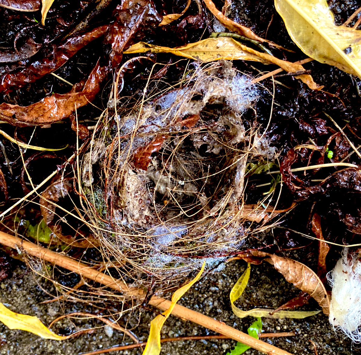 UnderSong Productions tweet media