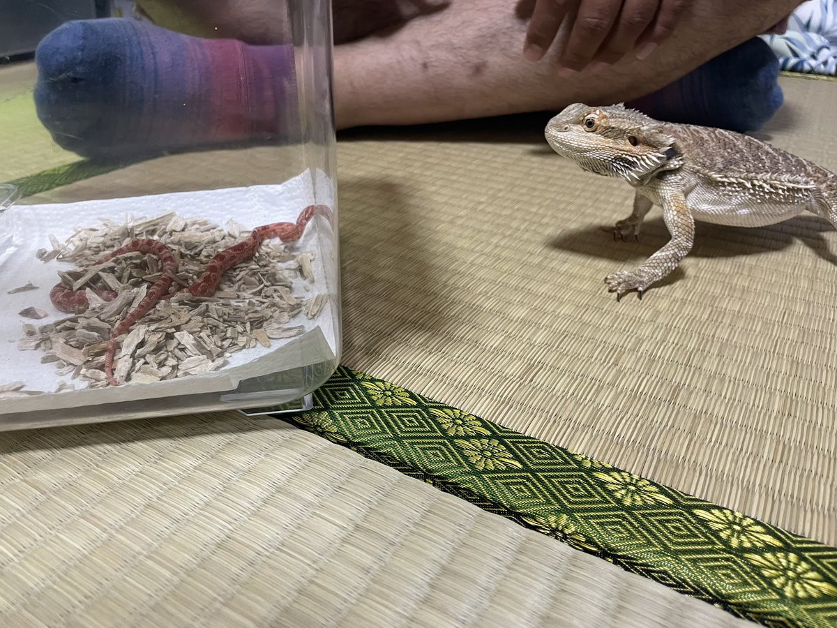 claly25's tweet photo. ちょろ🐍とげ🦖の初対面。
普段されるがまま超絶穏やか恐竜のとげがこの後戦闘態勢とってた。。。
お迎え当日からは顔合わせないようにしてるけど、気配感じたらいつもケージから睨みつけてる😂
#全日本ガン飛ばすトカゲ選手権 
#フトアゴヒゲトカゲ 
#コーンスネーク https://t.co/8PJLK1Gu08