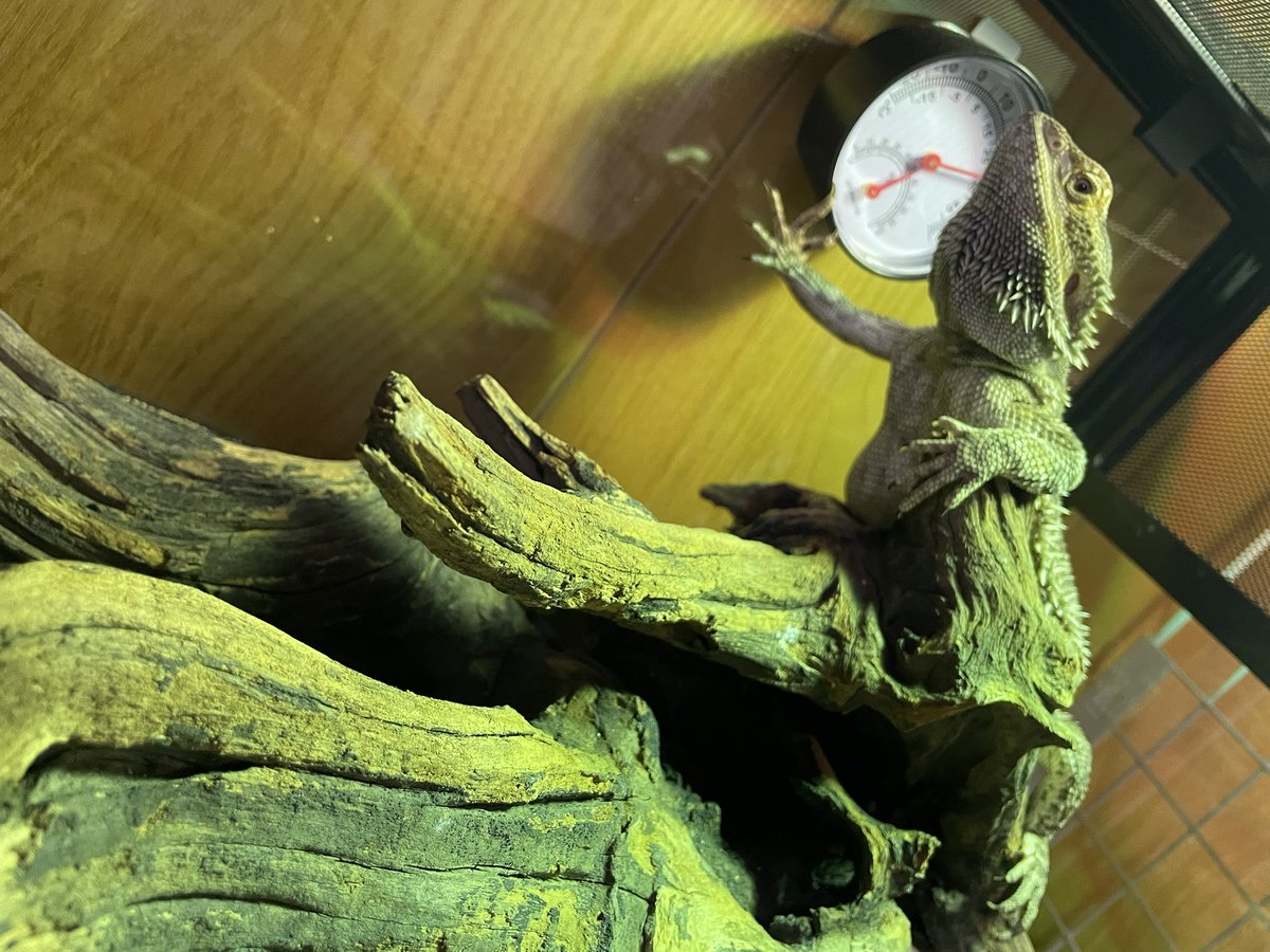 claly25's tweet photo. ちょろ🐍とげ🦖の初対面。
普段されるがまま超絶穏やか恐竜のとげがこの後戦闘態勢とってた。。。
お迎え当日からは顔合わせないようにしてるけど、気配感じたらいつもケージから睨みつけてる😂
#全日本ガン飛ばすトカゲ選手権 
#フトアゴヒゲトカゲ 
#コーンスネーク https://t.co/8PJLK1Gu08