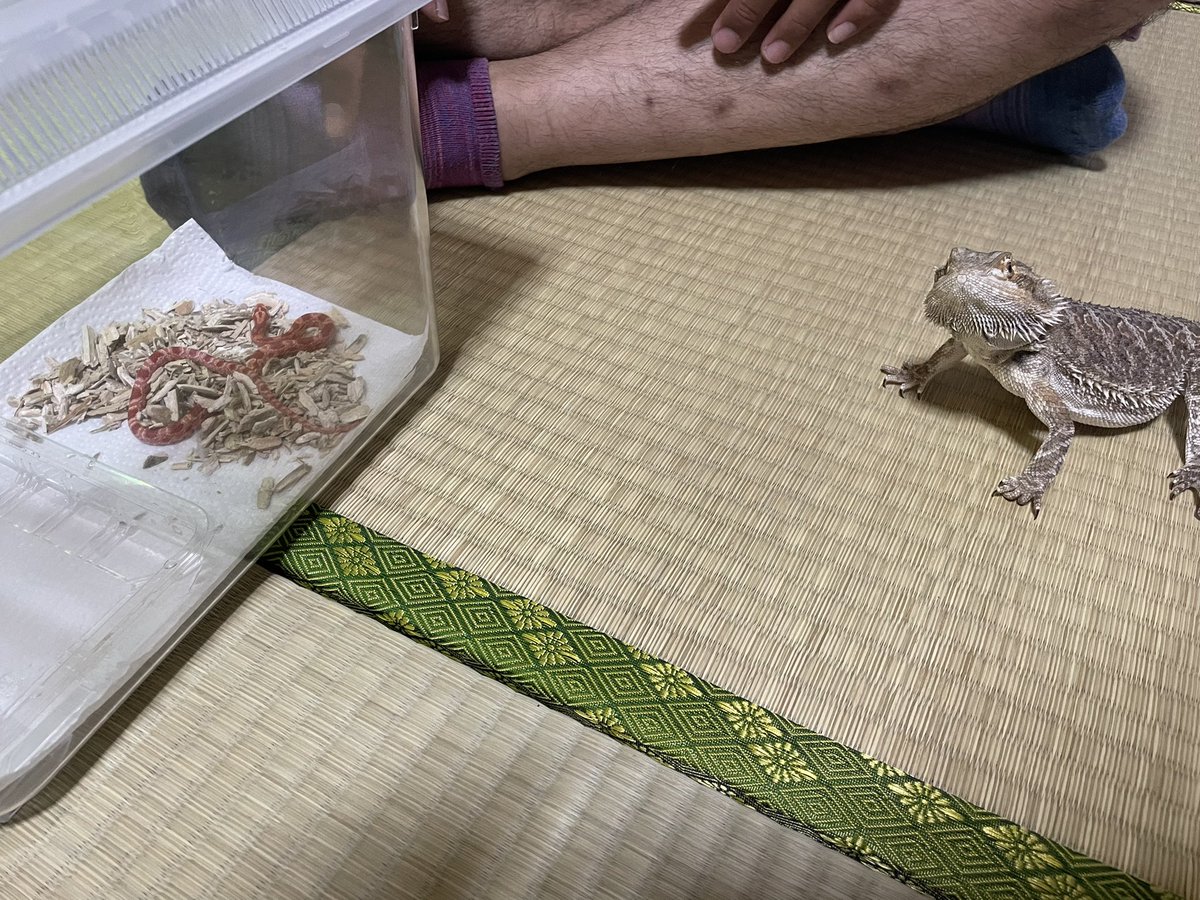 claly25's tweet photo. ちょろ🐍とげ🦖の初対面。
普段されるがまま超絶穏やか恐竜のとげがこの後戦闘態勢とってた。。。
お迎え当日からは顔合わせないようにしてるけど、気配感じたらいつもケージから睨みつけてる😂
#全日本ガン飛ばすトカゲ選手権 
#フトアゴヒゲトカゲ 
#コーンスネーク https://t.co/8PJLK1Gu08