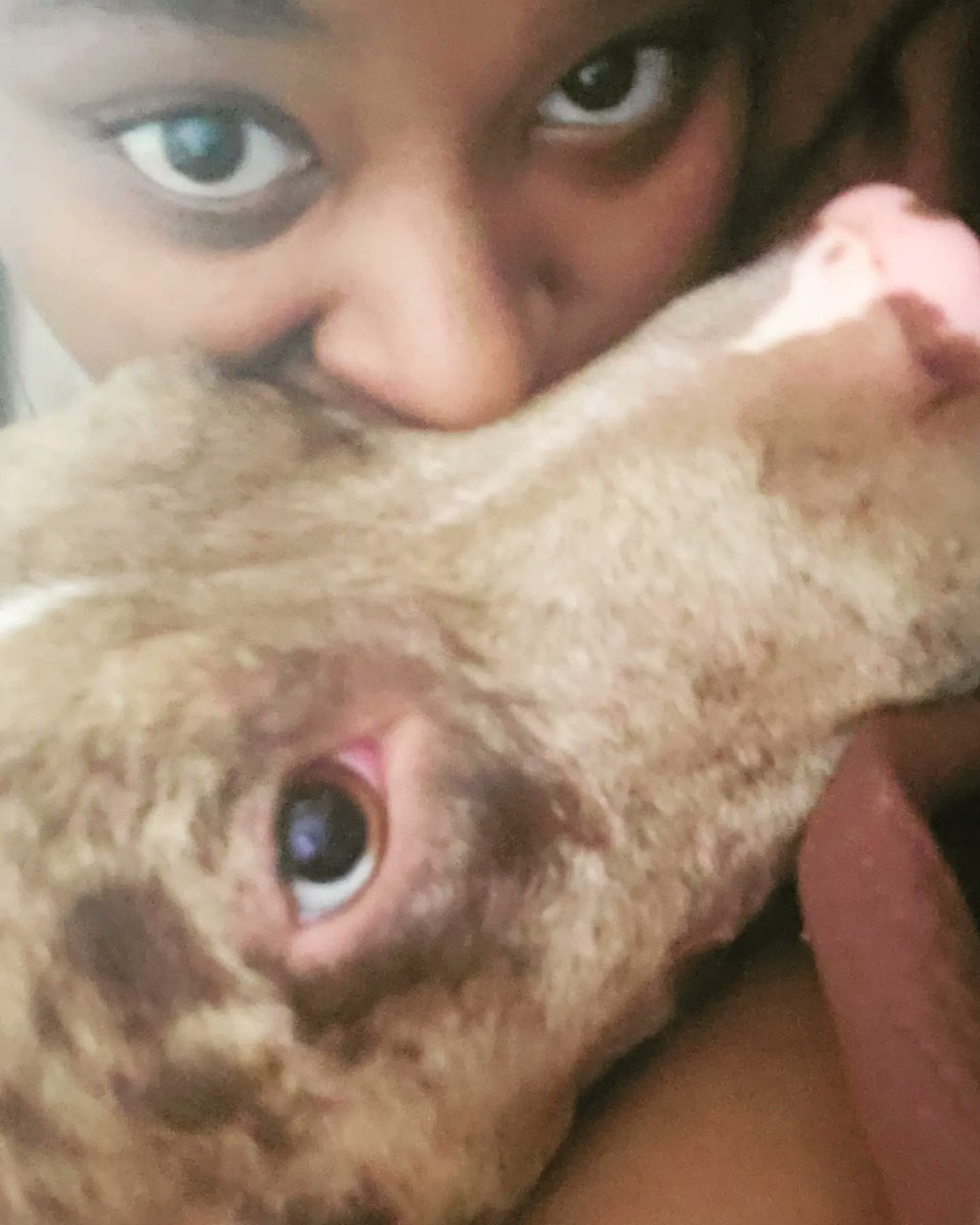 Tru1Tani's tweet image. #Zuko is the LITERAL worst picture taker...last second of the count down was a #headbut a #leanintome and a #rollover SIR I'M TRYING TO TAKE A PICTURE! #PrinceZuko #rescuedog #rescuedogsofinstagram #blackpeoplepets #dogmom