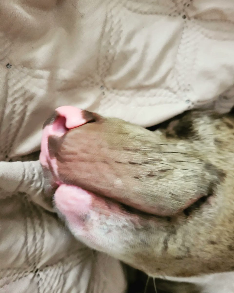 Tru1Tani's tweet image. #Zuko is the LITERAL worst picture taker...last second of the count down was a #headbut a #leanintome and a #rollover SIR I'M TRYING TO TAKE A PICTURE! #PrinceZuko #rescuedog #rescuedogsofinstagram #blackpeoplepets #dogmom