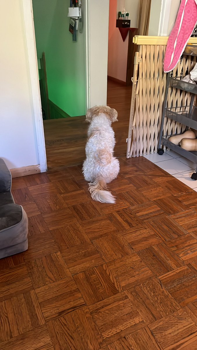 Kinda Ibrahim tweet media