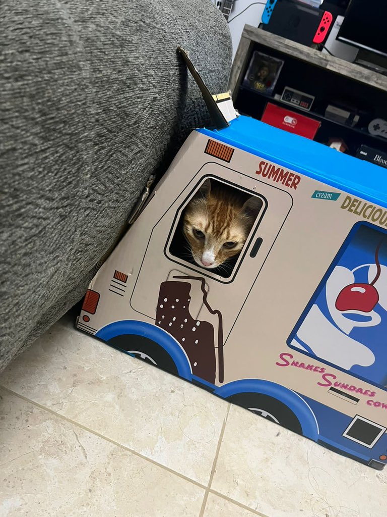 NickyTweets12's tweet photo. Se reporta tráfico afectado por accidente de tránsito. Se detecta alto nivel de catnip en el organismo del conductor. No se reportan heridos de gravedad. Información en desarrollo. #cats https://t.co/AS2MtR0P7I