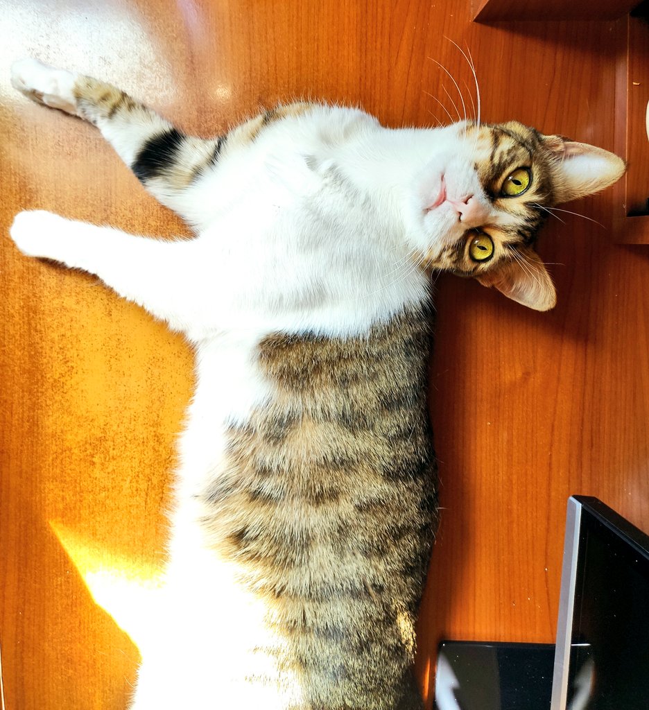 👁️👁️
   👄.       #CatsOfTwitter #Cat #kedi