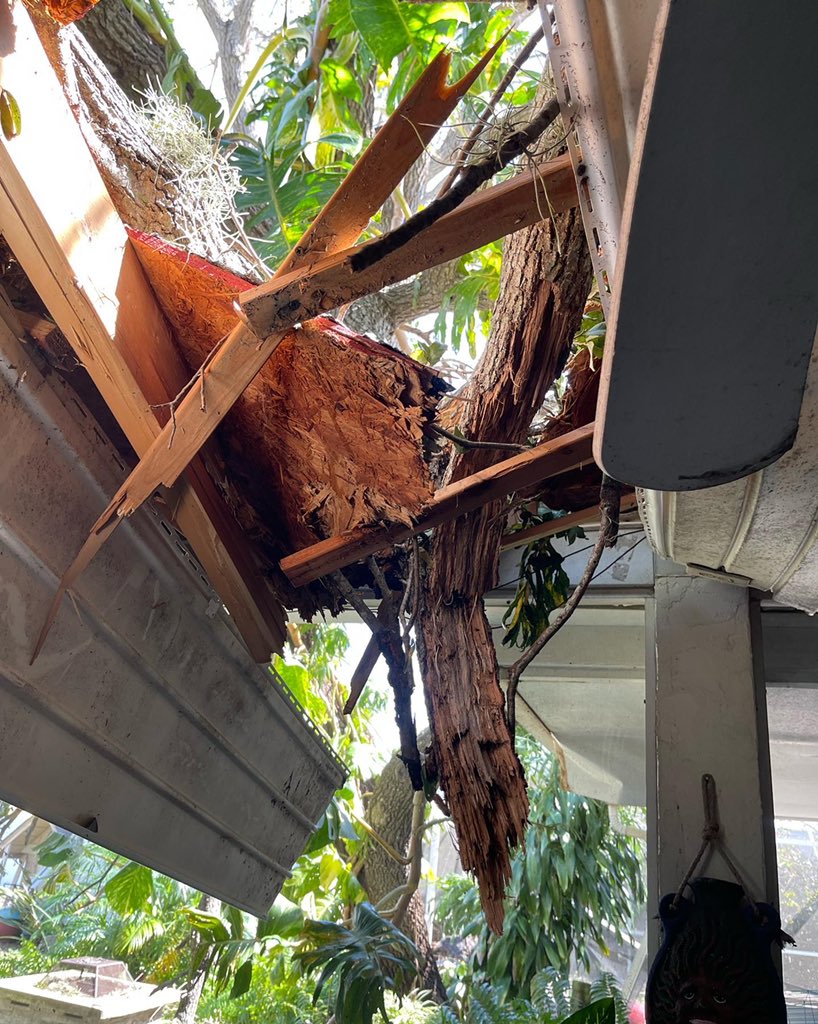 Moondancer.dao 🐚 🌚🌛🦉 tweet media