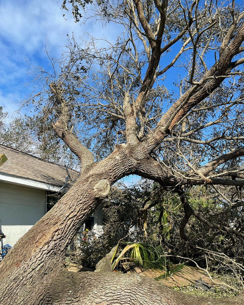 Moondancer.dao 🐚 🌚🌛🦉 tweet media