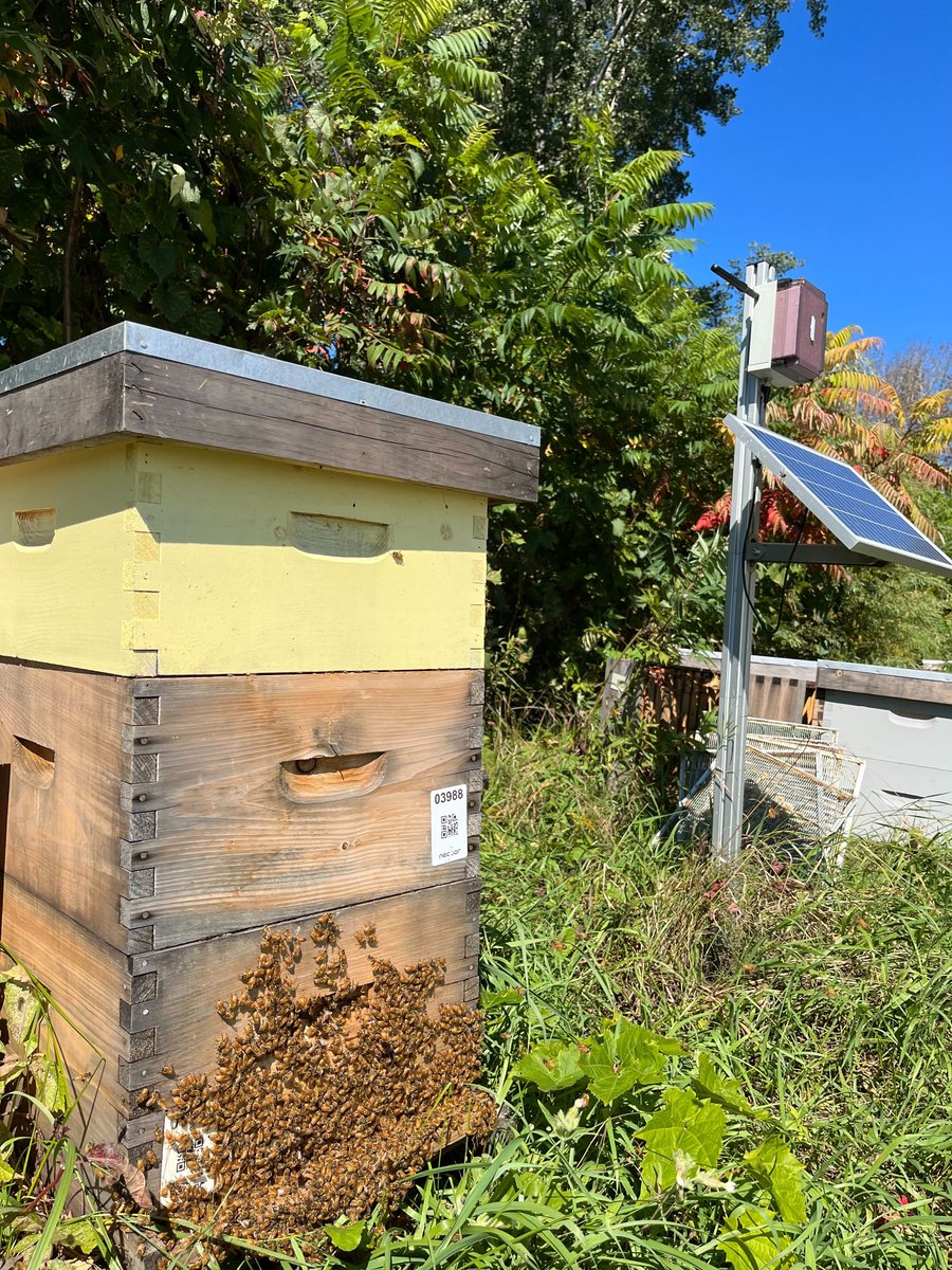 nectarbuzz's tweet photo. The team has been busy at Ferme Nectar, making sugar syrup to feed the bees 🐝
We want to make sure that the hives are strong as the temperature starts dropping ❄️
#beekeeping #canadianbeekeeping #montrealtech #honeybees #precisionag #precisionfarming #modernfarming https://t.co/oRTLoAbKOt
