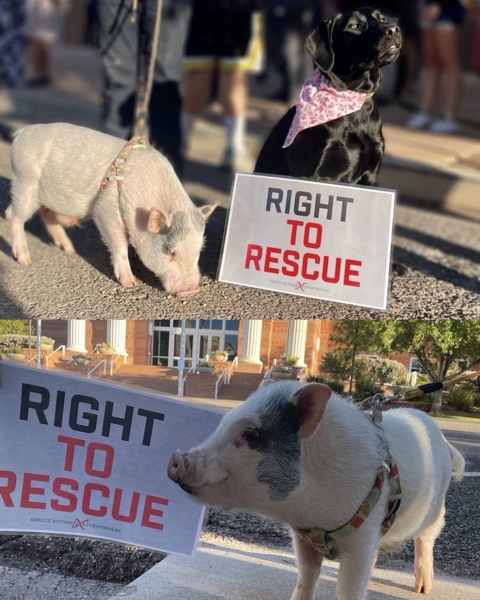 SmithfieldTrial's tweet photo. Nonhuman animals are joining the action to support the #RightToRescue. Thanks Cuzzie and Gimli! https://t.co/WA86BwytdX