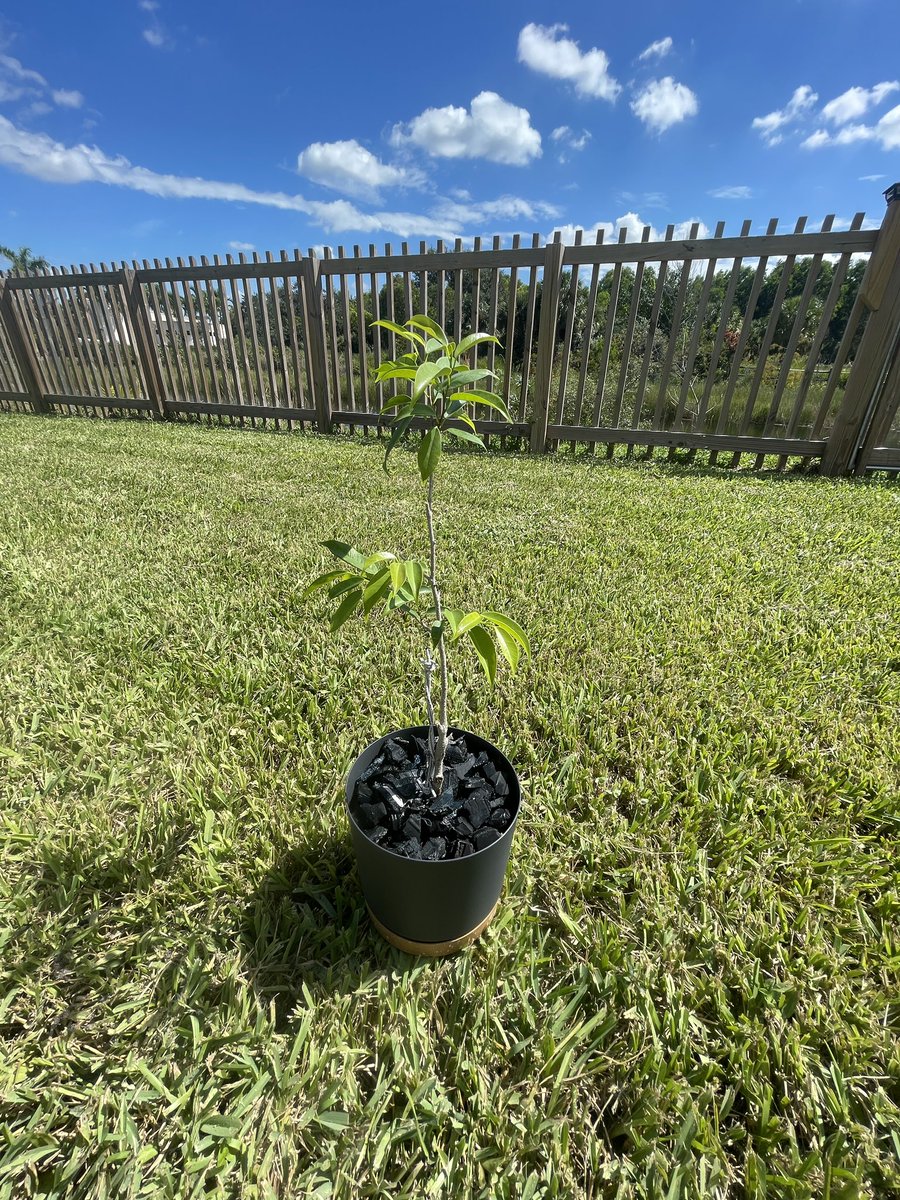 TailgateJR's tweet photo. Update: New digs for III. Little guy is doing well. https://t.co/pIRMJJirsB
