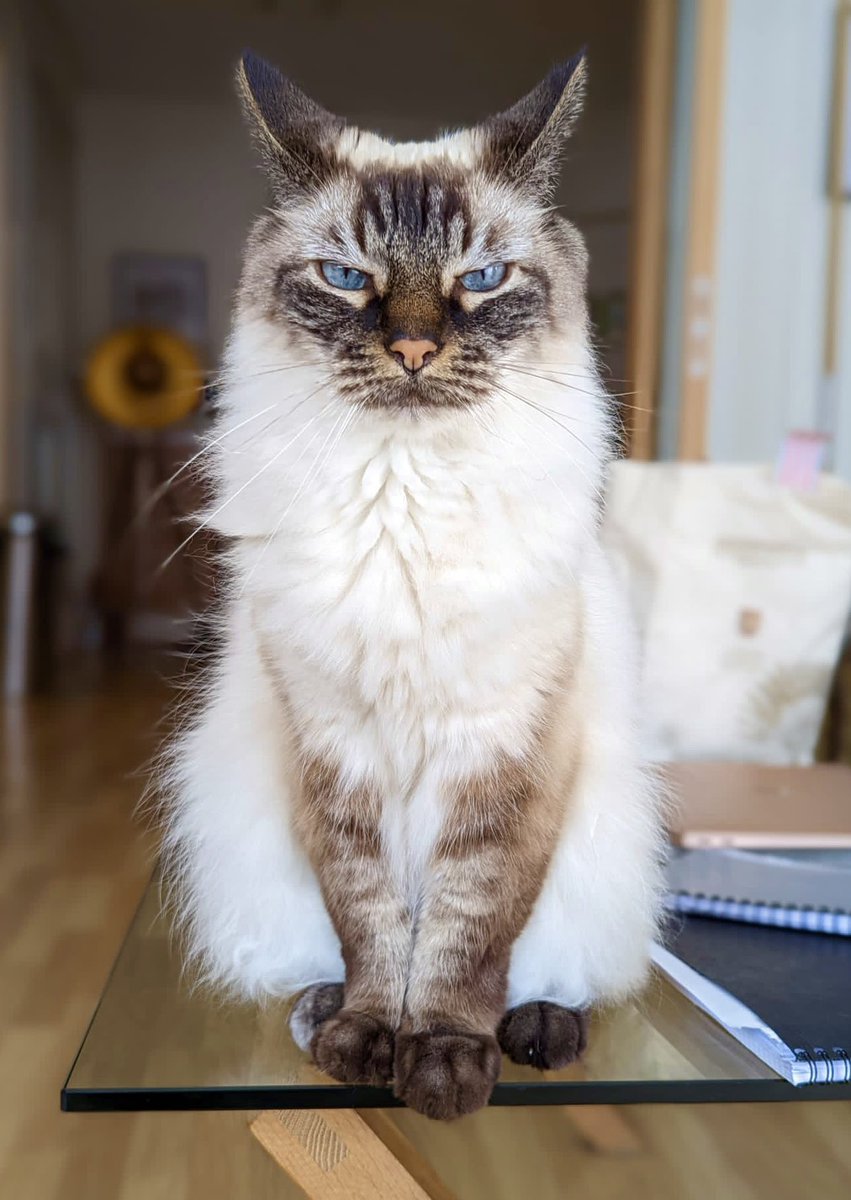 Chateigneuse's tweet image. Aimable et son orchestre.