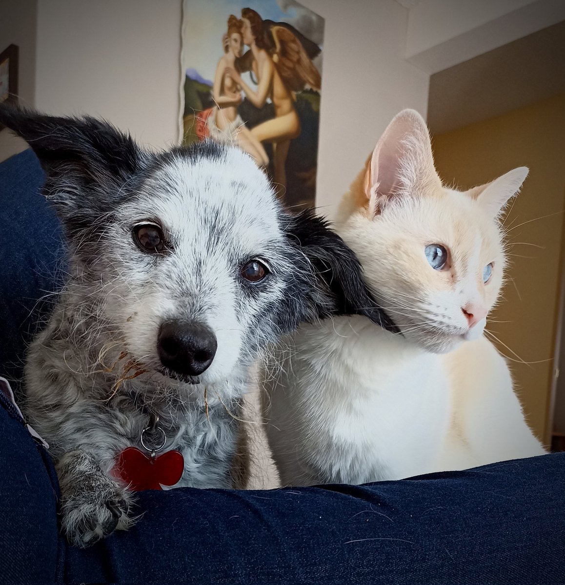 ilebe 🏃‍♀️🐈🐾🐕 tweet media