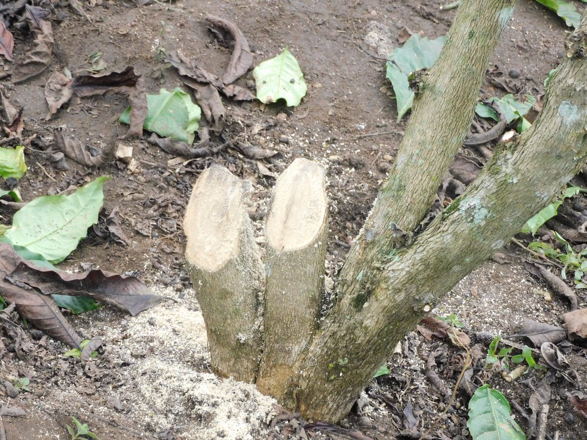 JKCC GENERAL SUPPLIES LTD tweet media