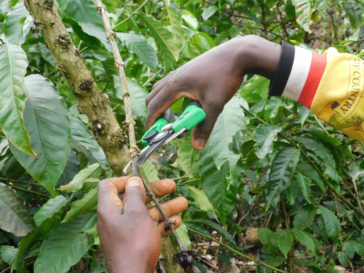 JKCC GENERAL SUPPLIES LTD tweet media