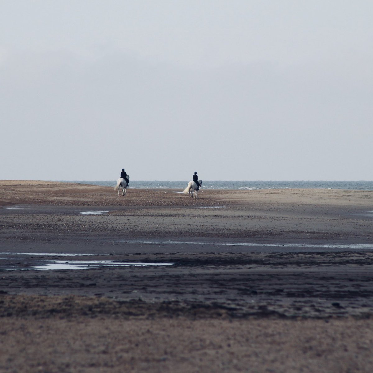 Gm jellyfam ✌️ Did you know it’s #WorldAnimalDay ? Thought I’d share this photo I took one early morning low tide and say thank you to my friends @GlueFactoryShow for all they do 👏❤️🐴